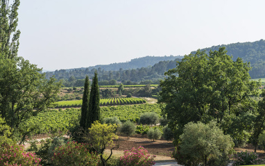 Viñedo