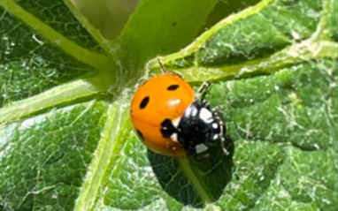 El cultivo orgánico y biodinámico es una de las señas de identidad del château