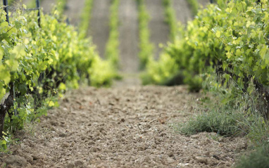 Viñedos cultivados en ecológico
