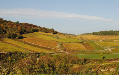 Vista del viñedo