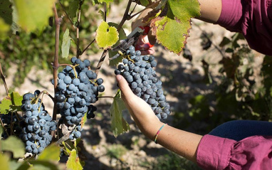 Vendimia en Clos de Lôm