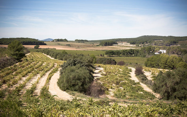 Viñedos