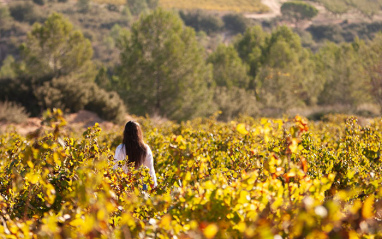 Paseando entre viñedos