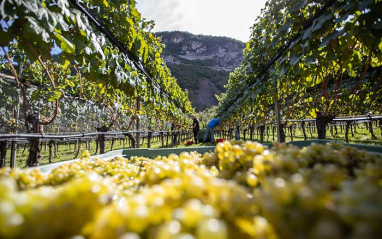 Uvas en el viñedo