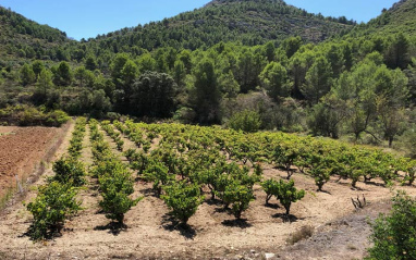 Viñedo de montaña en la Marina Alta