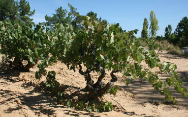 Viñedo de De Bardos