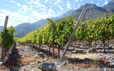 Panorámica viñedos con cordillera de fondo