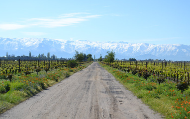 Panorámica de viñedos