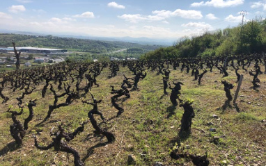 Viñedo berciano en ladera