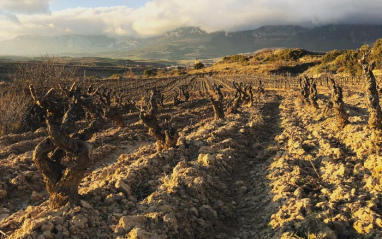 Viñedos riojanos