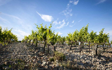 Cepas del viñedo de La Florane