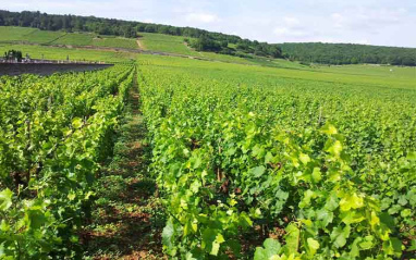 Viñedos