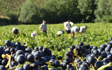 La Gamay es la variedad reina de Domaine Anita