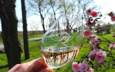 Copa de blanco de Savennières con sello del Domaine FL