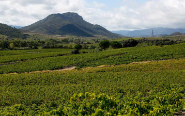 Panorámica de viñedos