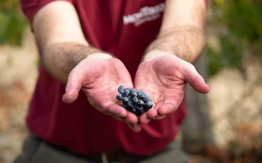 El mimo a las uvas es la base del proyecto