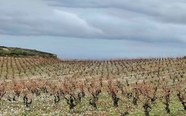 Viñas en vaso