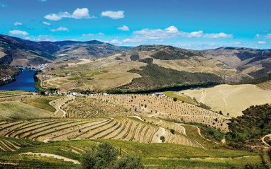 Paisaje de viñedos