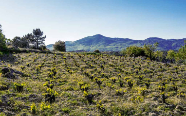 El Chorrillo 