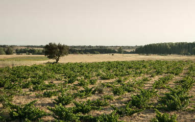 Cepas de El Capricho Bodegas Gordón