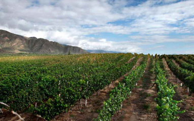 Panorámica de viñedos