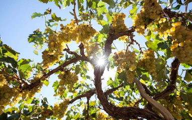 Racimos de Torrontés al sol