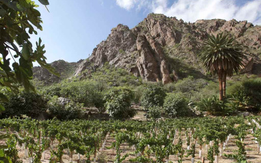 VIñedo en Cafayate