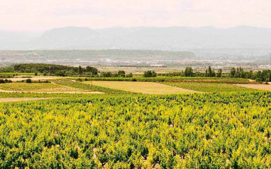 Panorámica de los viñedos de San Prudencio