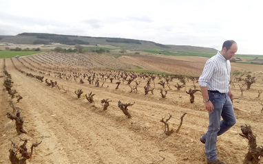 Raúl Tamayo en el viñedo