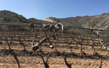Viñedo viejo reconducido en espaldera.