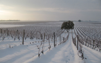 Viñas nevadas