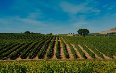 Panorámica del viñedo