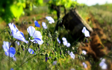 Cultivo ecológico