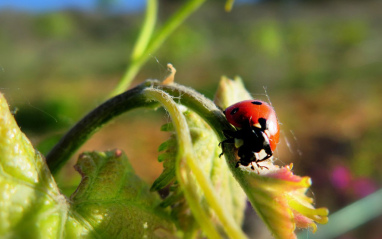 Biodiversidad