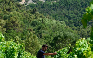 Viñedo montañoso en el Ródano