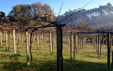 Viñedos gallegos en emparrado