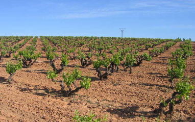 Viñedos en flor