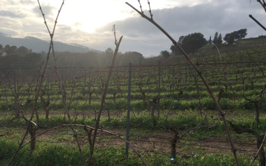 Cepas de la firma en Ribeiro