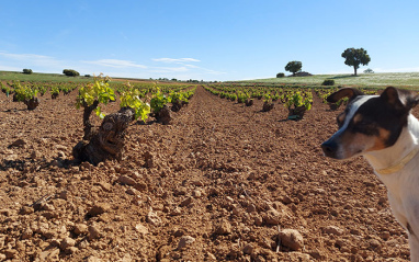 Vista del viñedo entre cepas