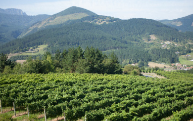 Viñedos en el valle