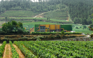 Vista general de los viñedos