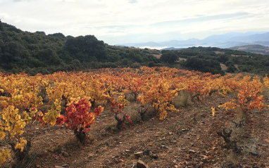 Viñedo en otoño