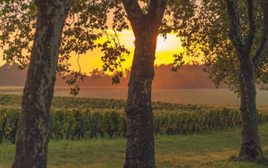 Amanece en el viñedo