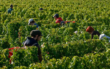 Vendimia en la finca