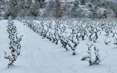 Viñedo en invierno