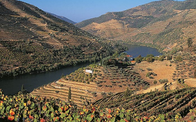Viñedos asomados al Douro
