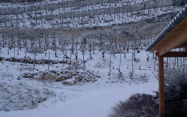 Viñedos nevados