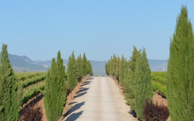 Camino de la bodega