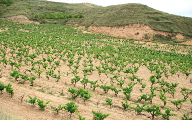 Viñedos en Albelda de Iregua