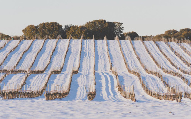 Viñedo nevado